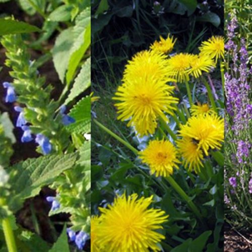 12 Herbs That Your Poultry Love That Love Them Right Back